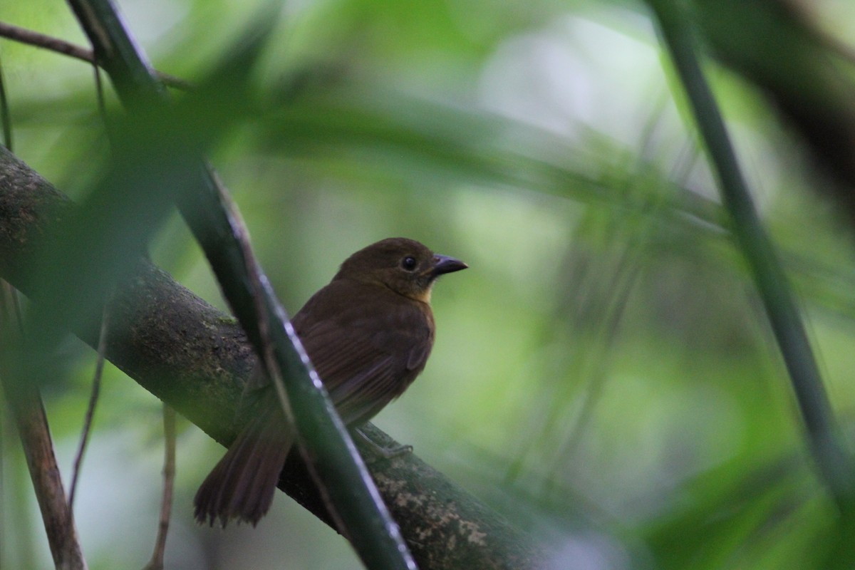 Red-throated Ant-Tanager - ML646232824