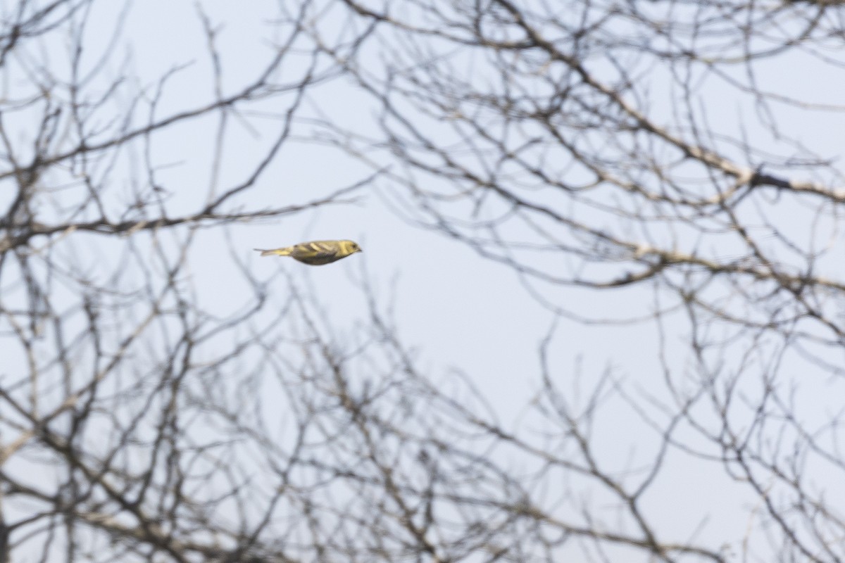 Black-chinned Siskin - ML646232825