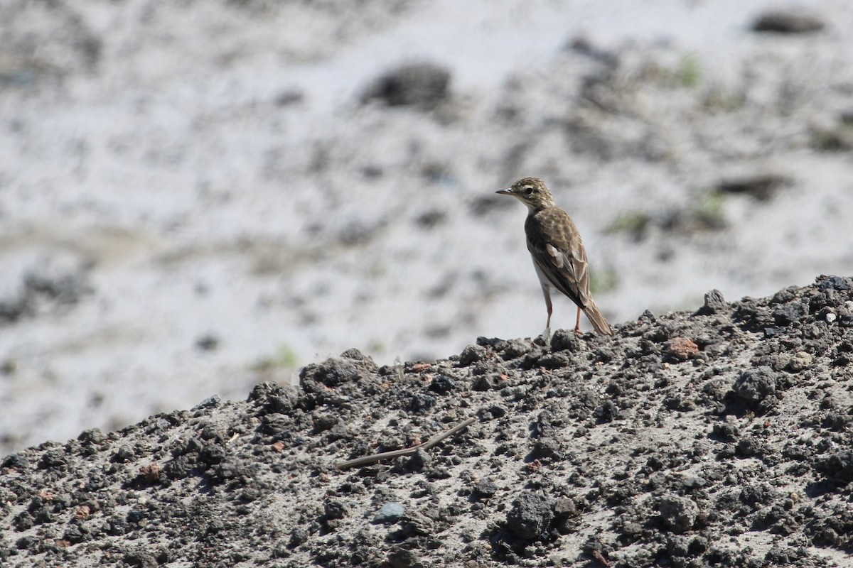 African Pipit - ML646232826