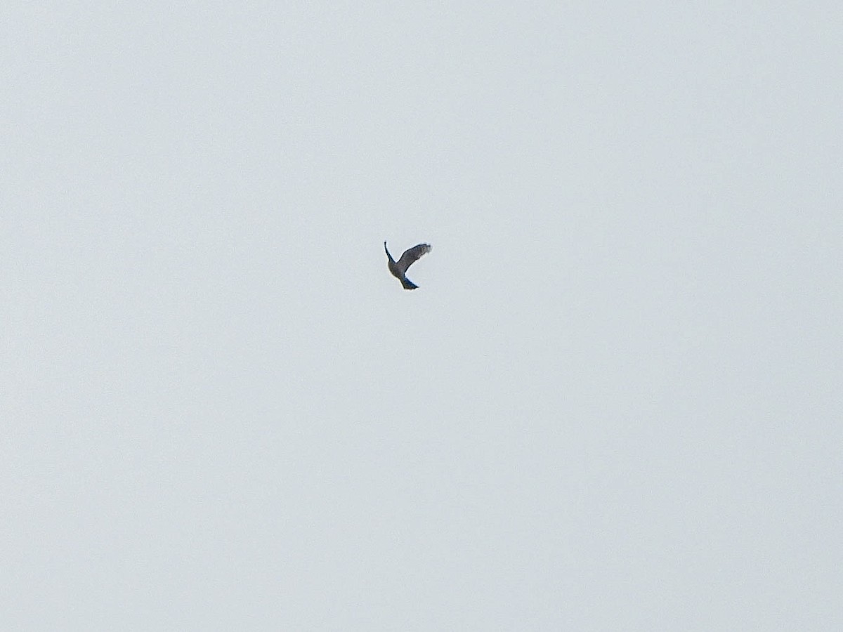 Cooper's Hawk - ML646232828