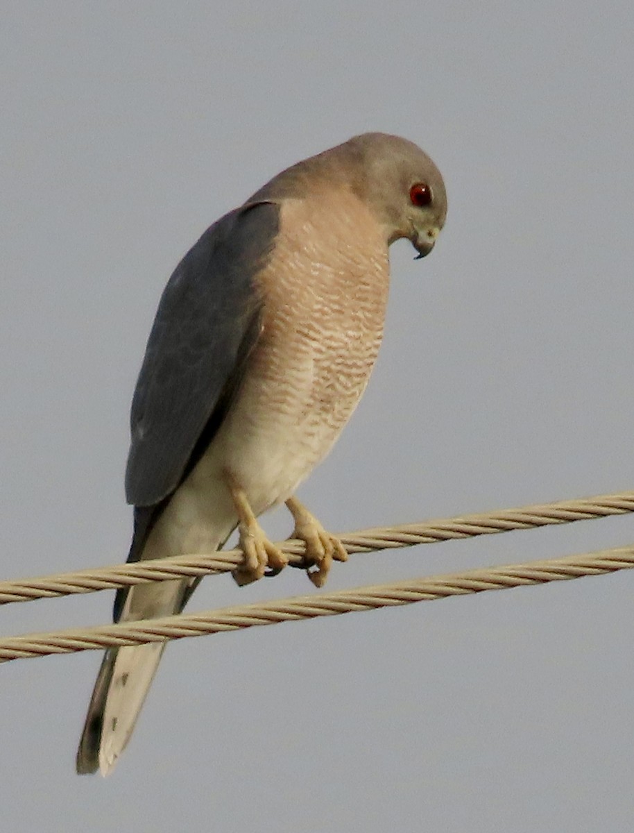 Shikra - ML646232829