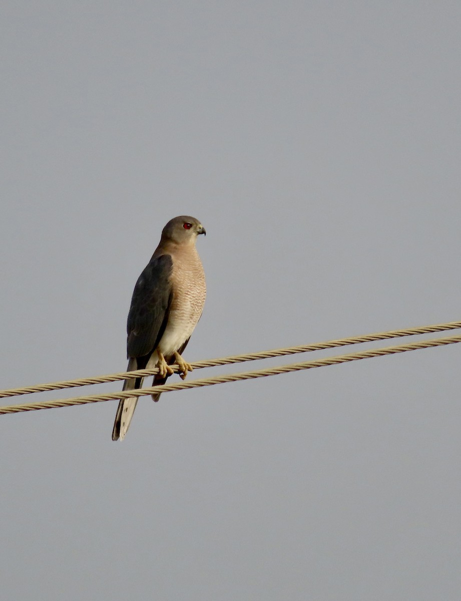 Shikra - ML646232830