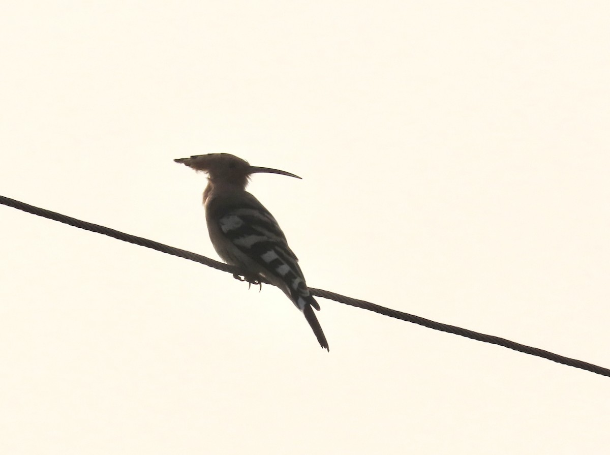 Common Hoopoe - ML646232835