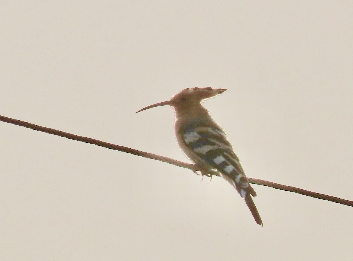 Common Hoopoe - ML646232836