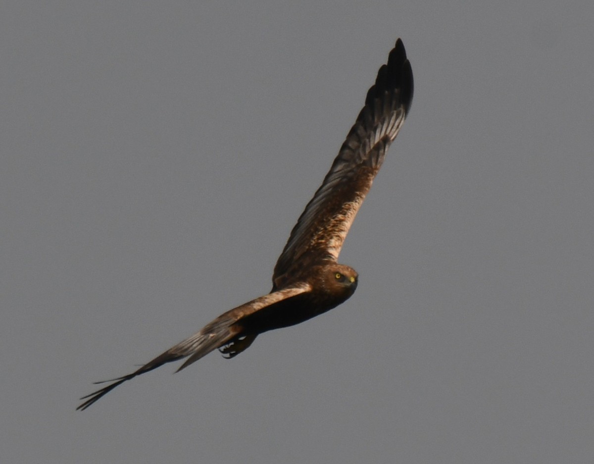 Western Marsh Harrier - ML646232837