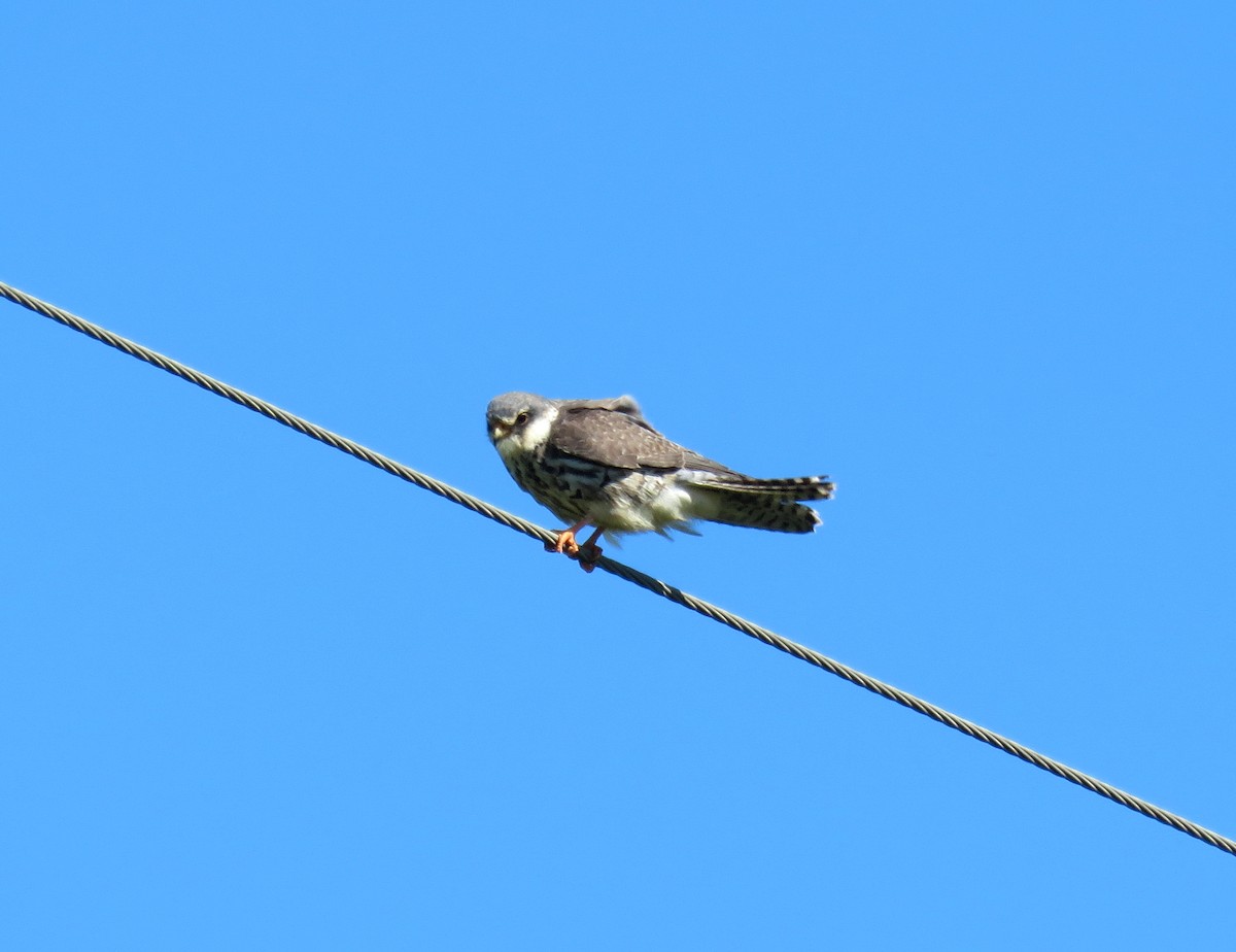 Amur Falcon - ML646232854