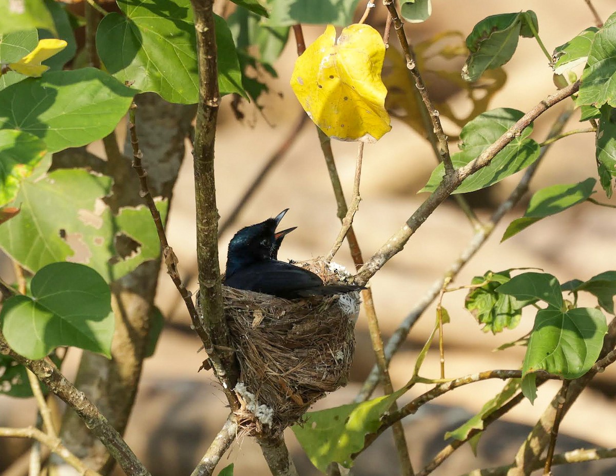 テリヒラハシ - ML646232878