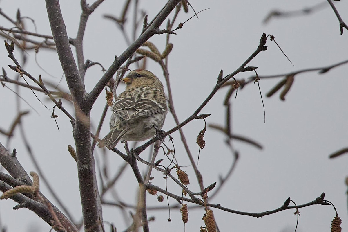 Redpoll - ML646232886