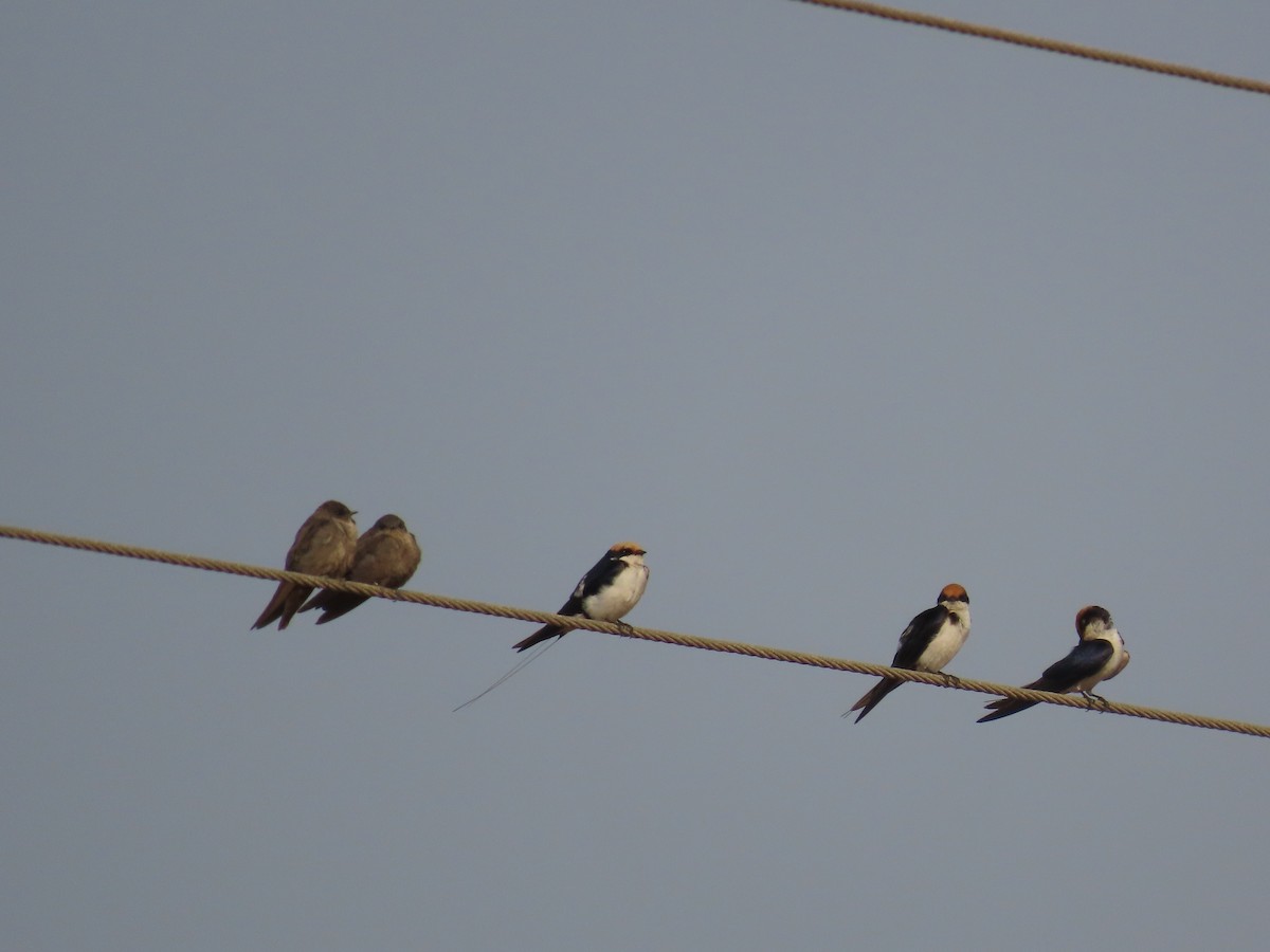 Одноцветная ласточка - ML646232888