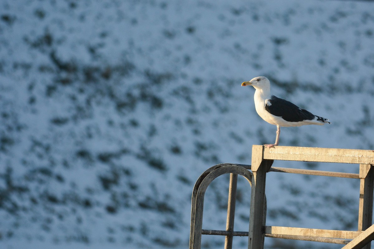 Büyük Kara Sırtlı Martı - ML646232889