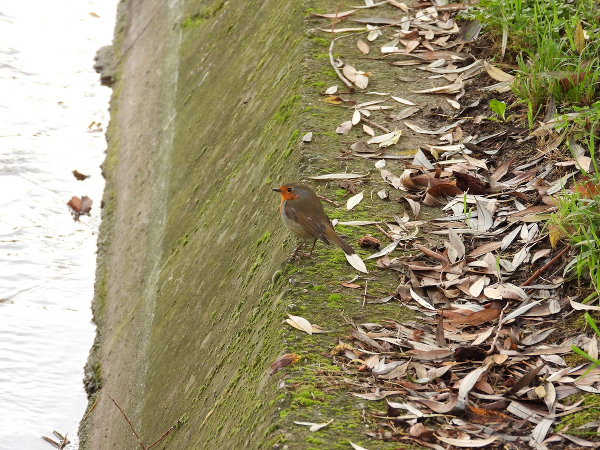 Зарянка - ML646232897