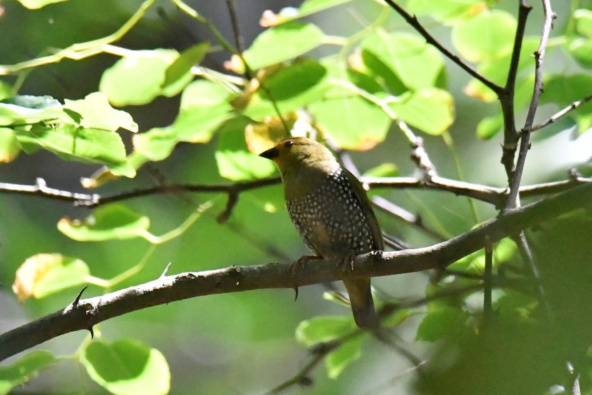 Зелёный астрильд - ML646232898