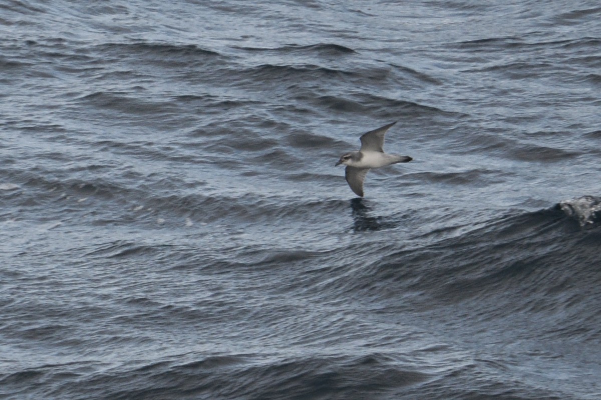 Pachyptila sp. - ML646232899