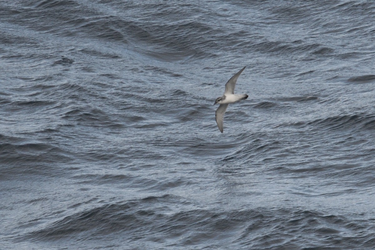 Pachyptila sp. - ML646232900