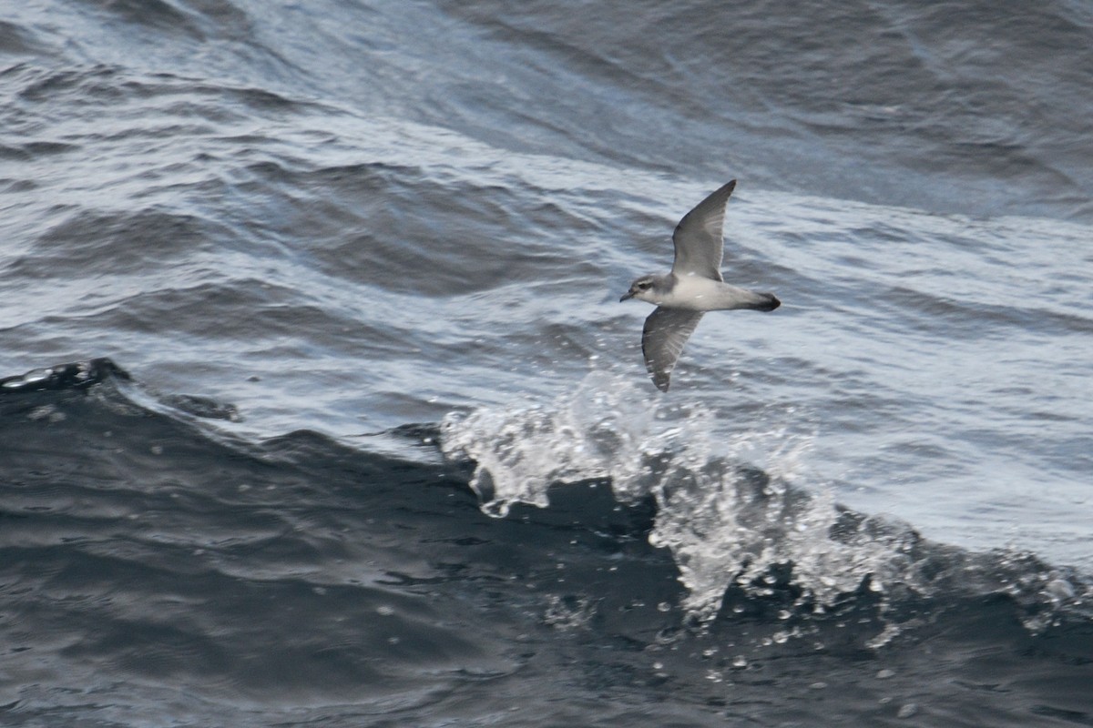 Pachyptila sp. - ML646232901