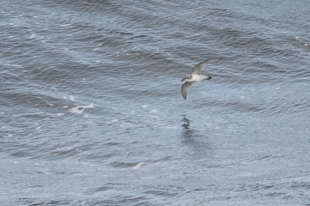 Pachyptila sp. - ML646232902