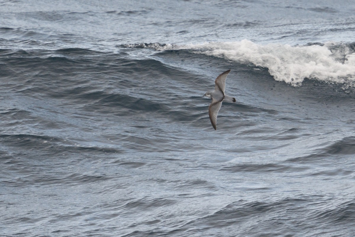 Pachyptila sp. - ML646232903