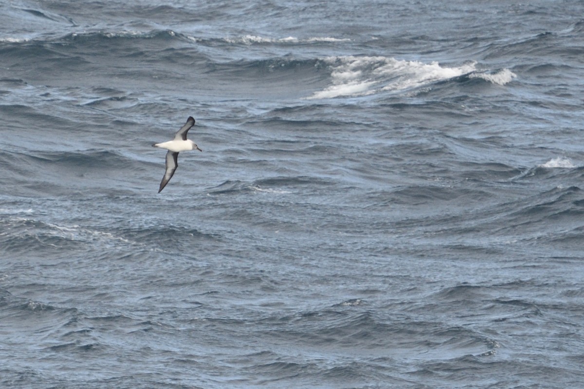 Сероголовый альбатрос - ML646232904