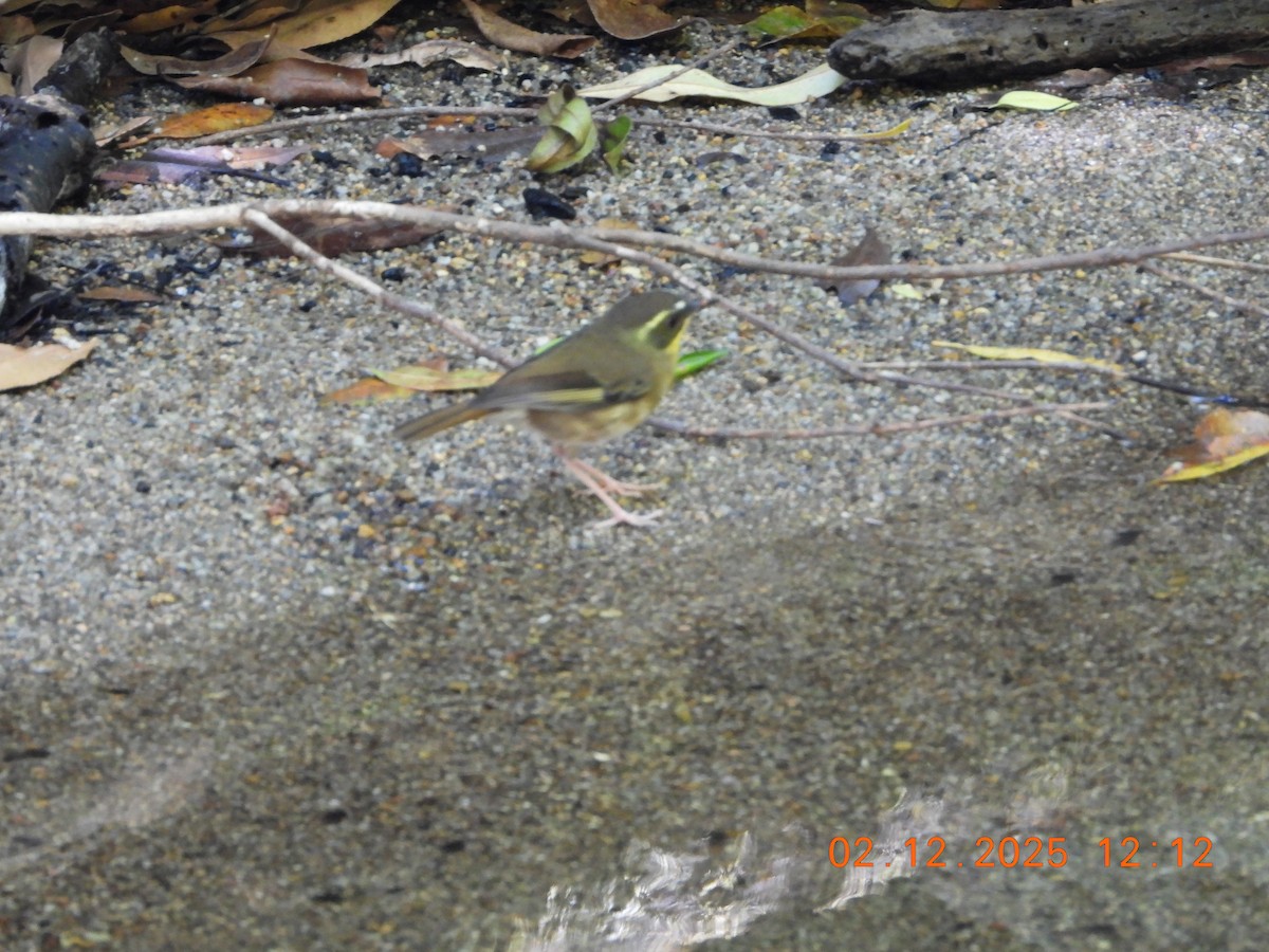 Желтогорлая кустовка - ML646232905