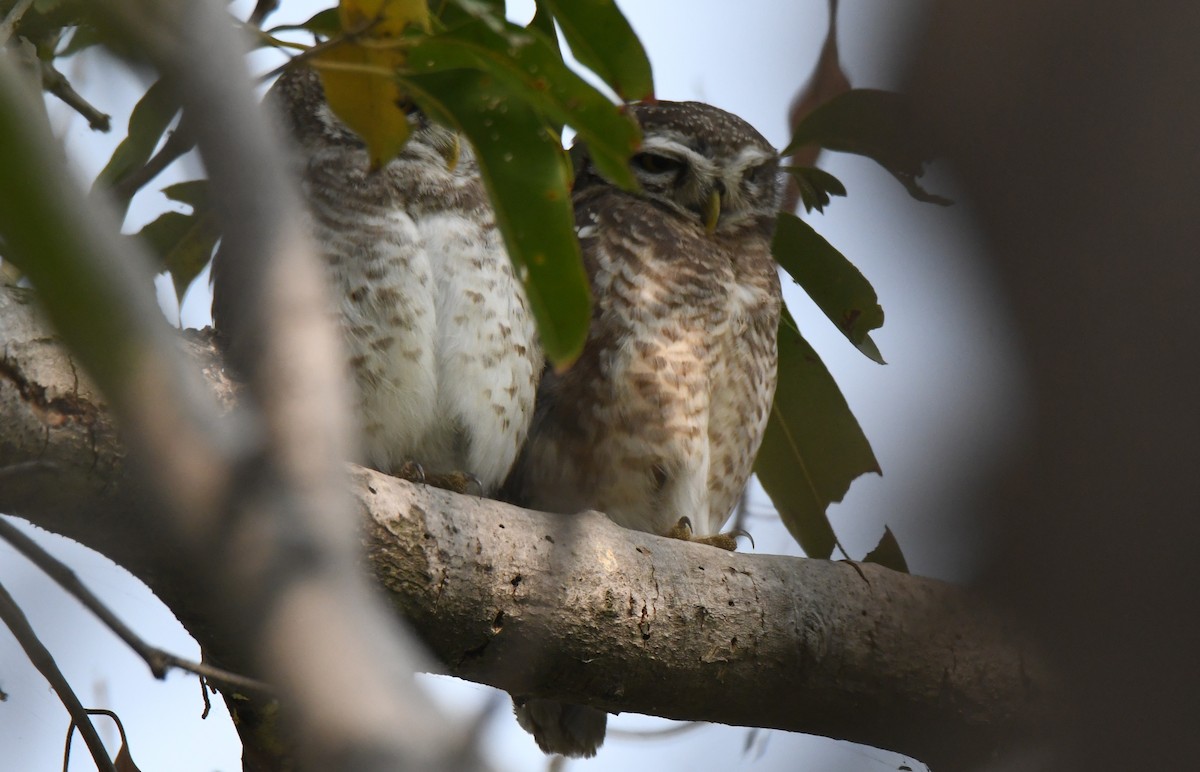 Браминский сыч - ML646232906