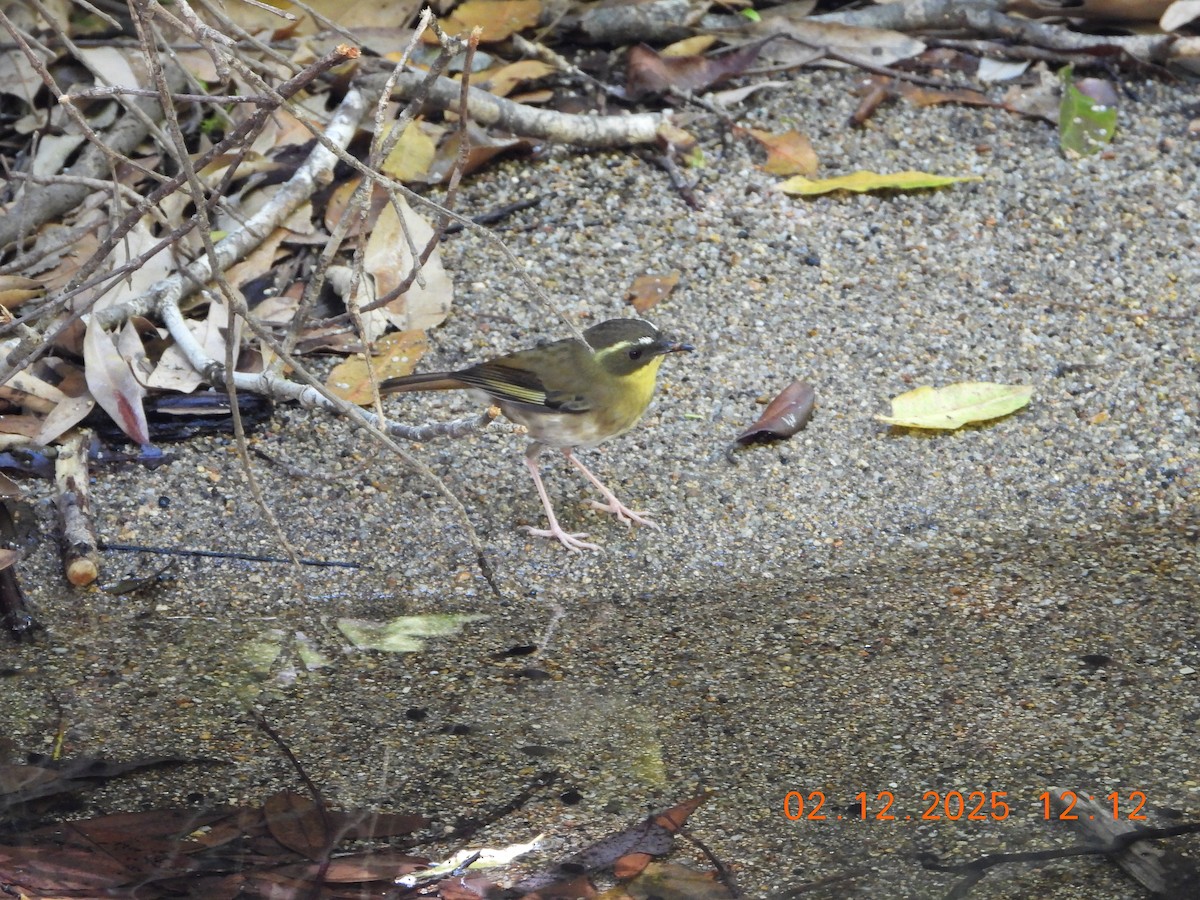 Желтогорлая кустовка - ML646232907