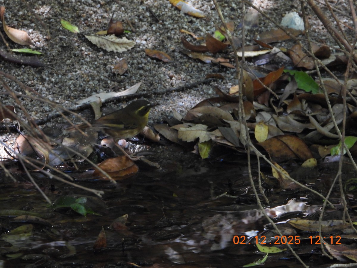 Желтогорлая кустовка - ML646232908