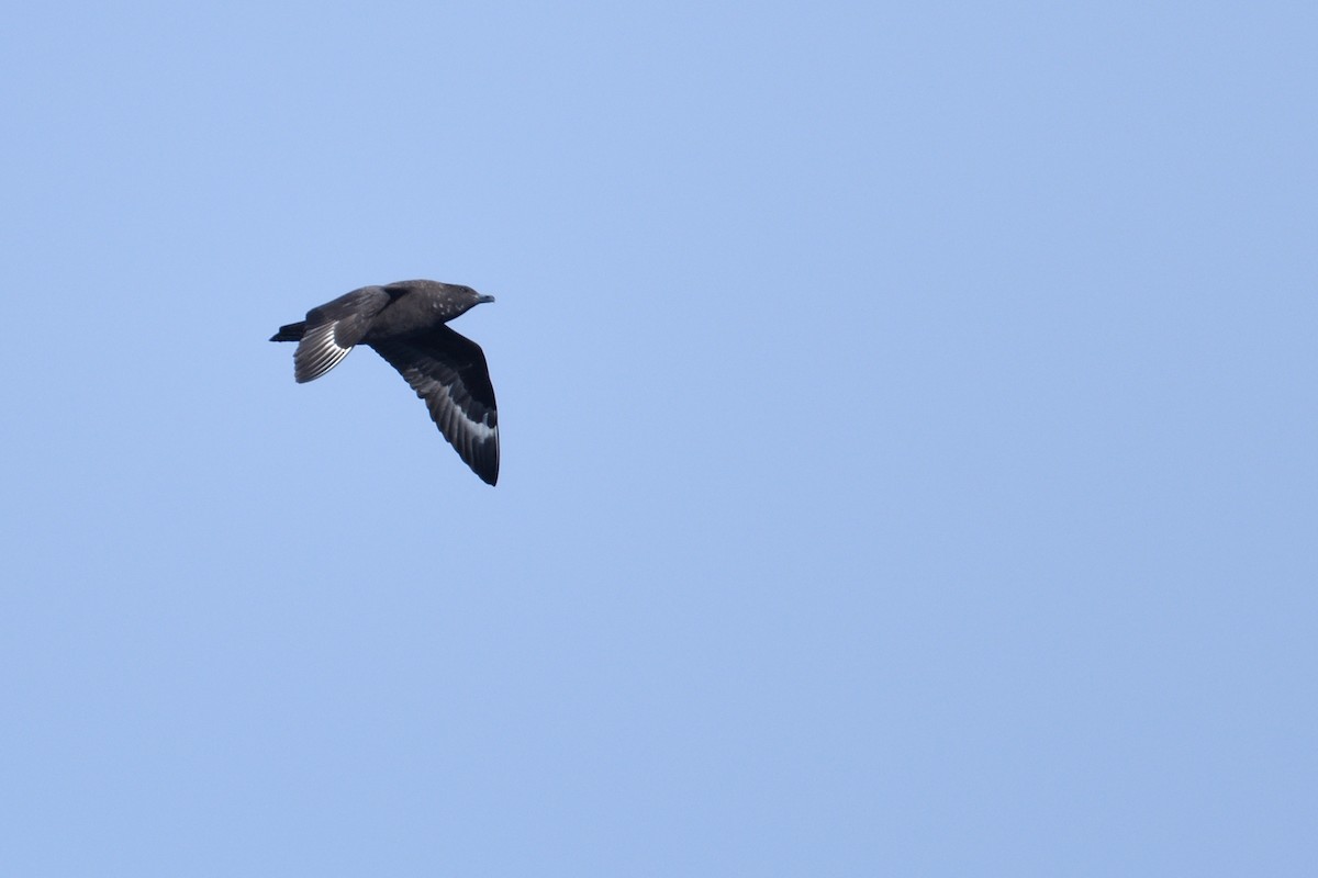 Антарктический поморник - ML646232909