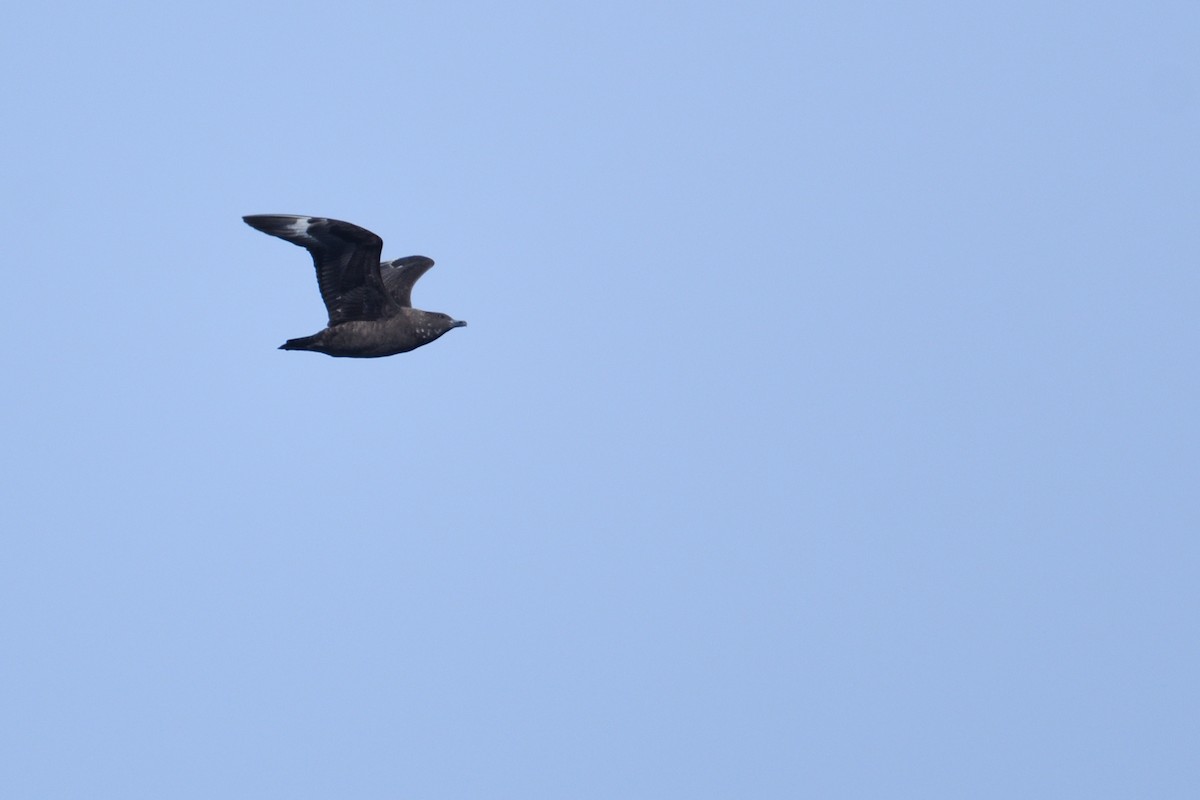 Антарктический поморник - ML646232910