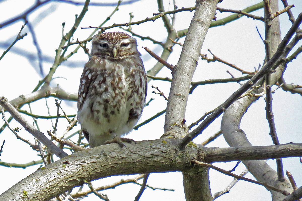 Домовый сыч - ML646232911