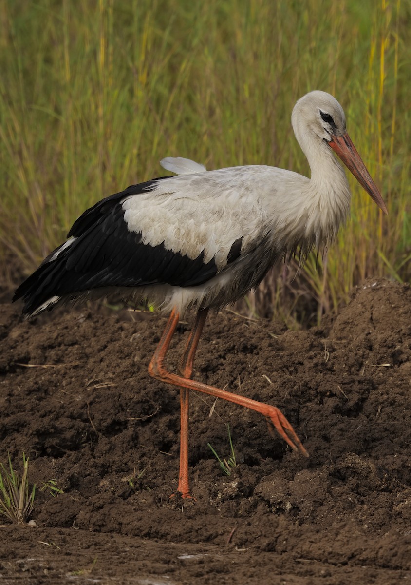 White Stork - ML646232912