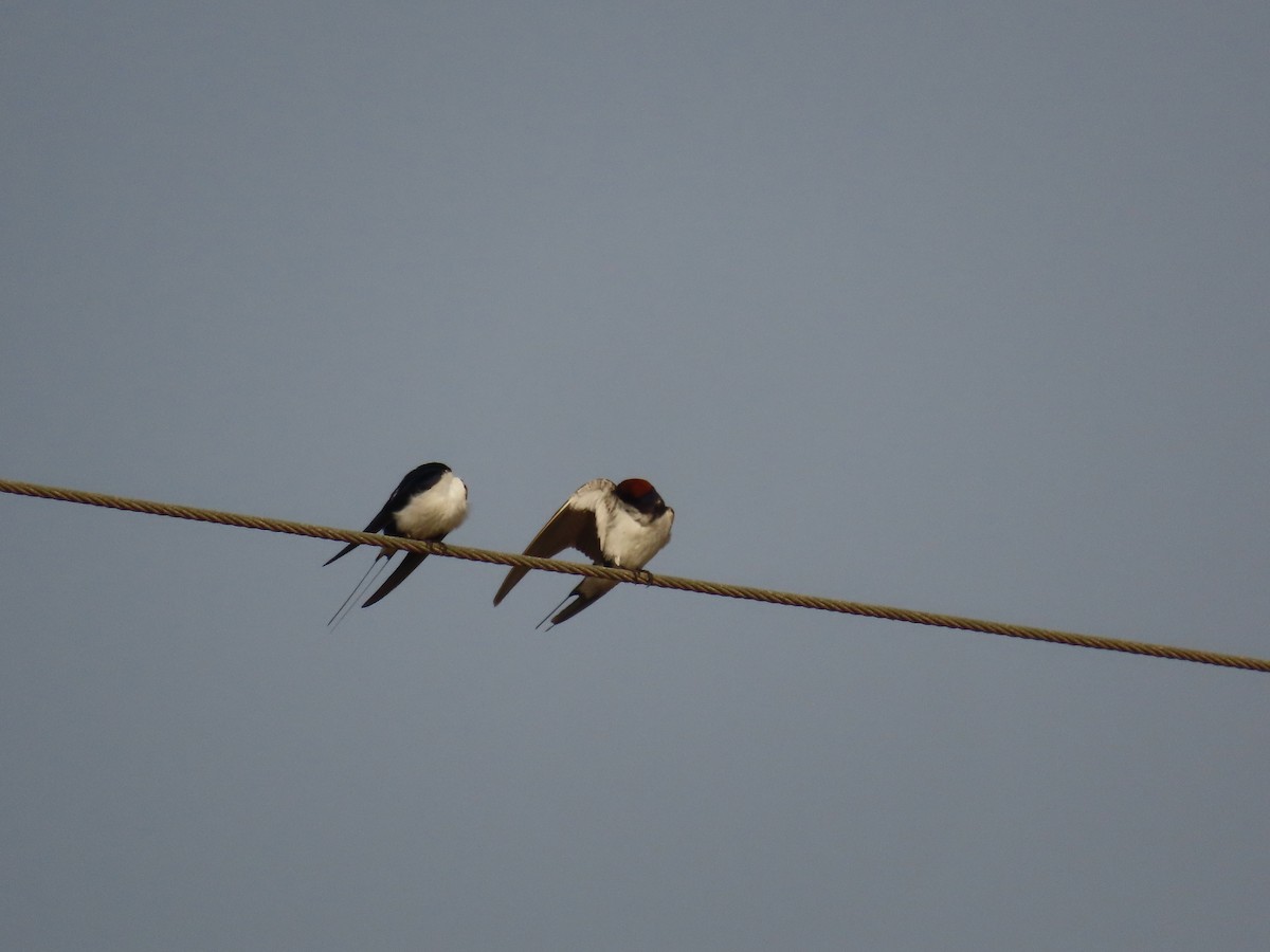 Нитехвостая ласточка - ML646232913