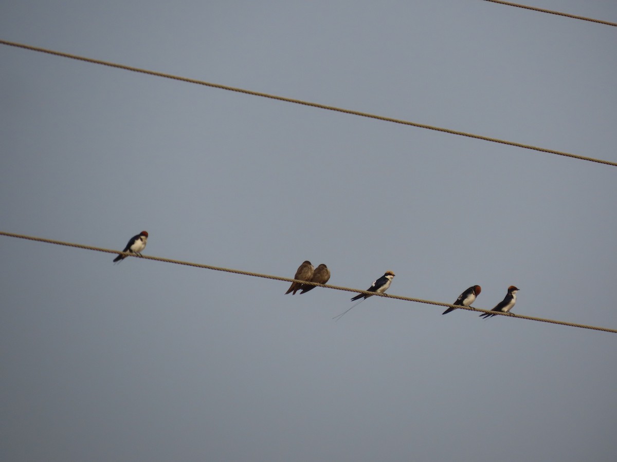 Нитехвостая ласточка - ML646232914