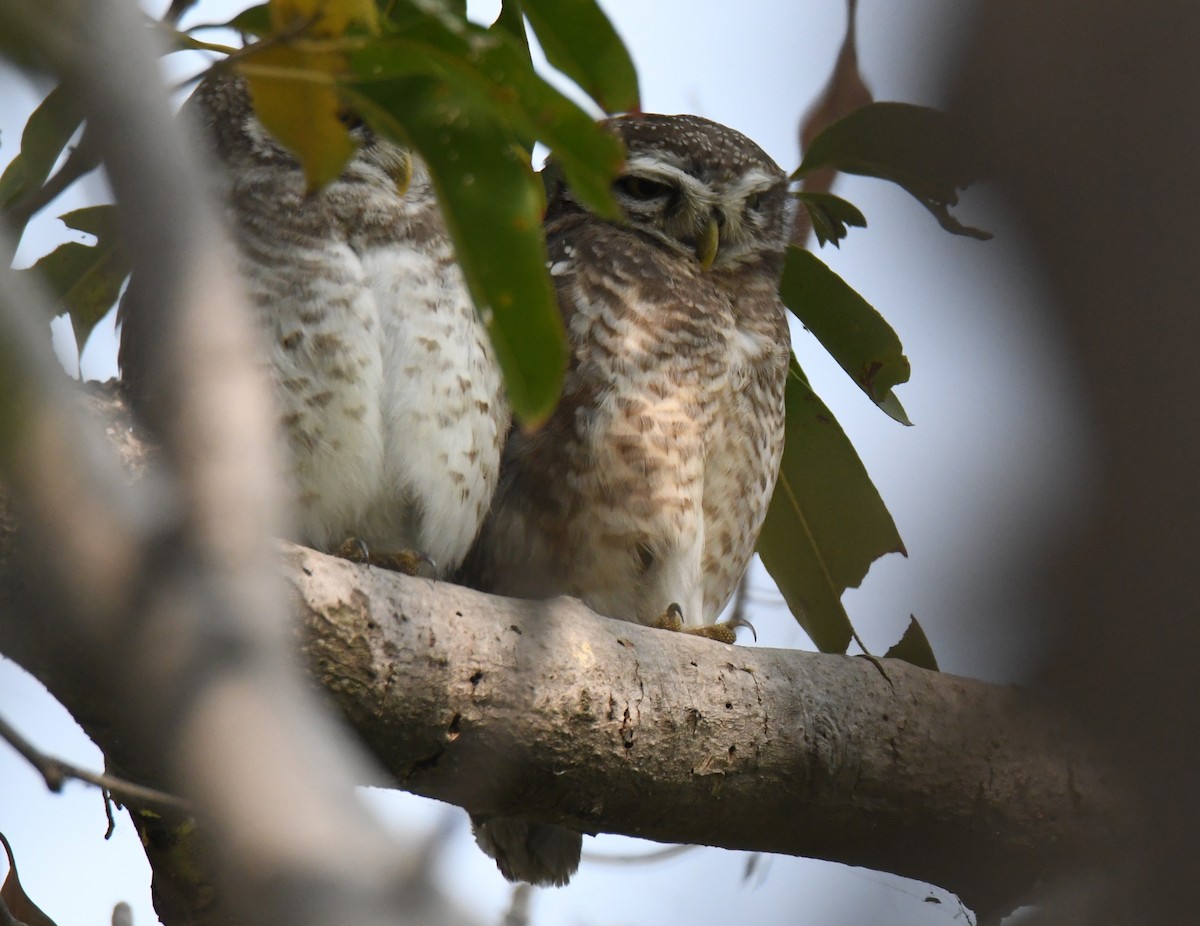 Браминский сыч - ML646232915