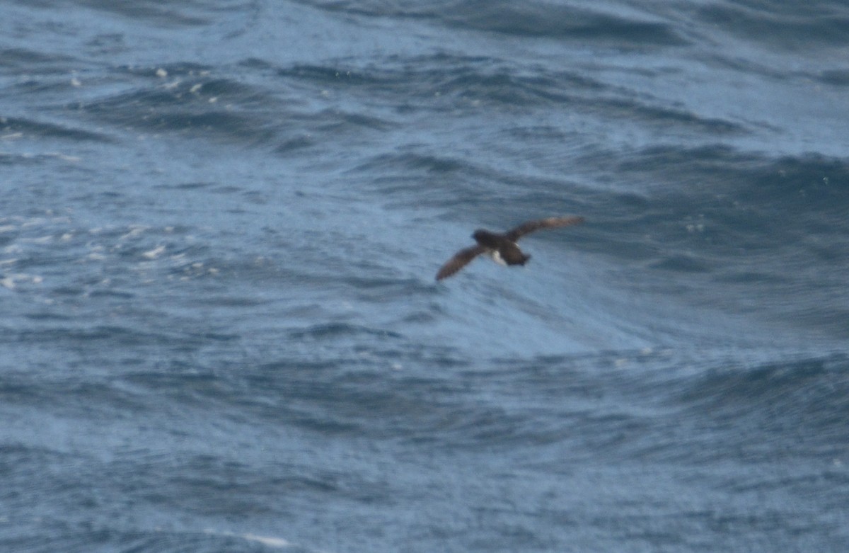 Южный ныряющий буревестник - ML646232916