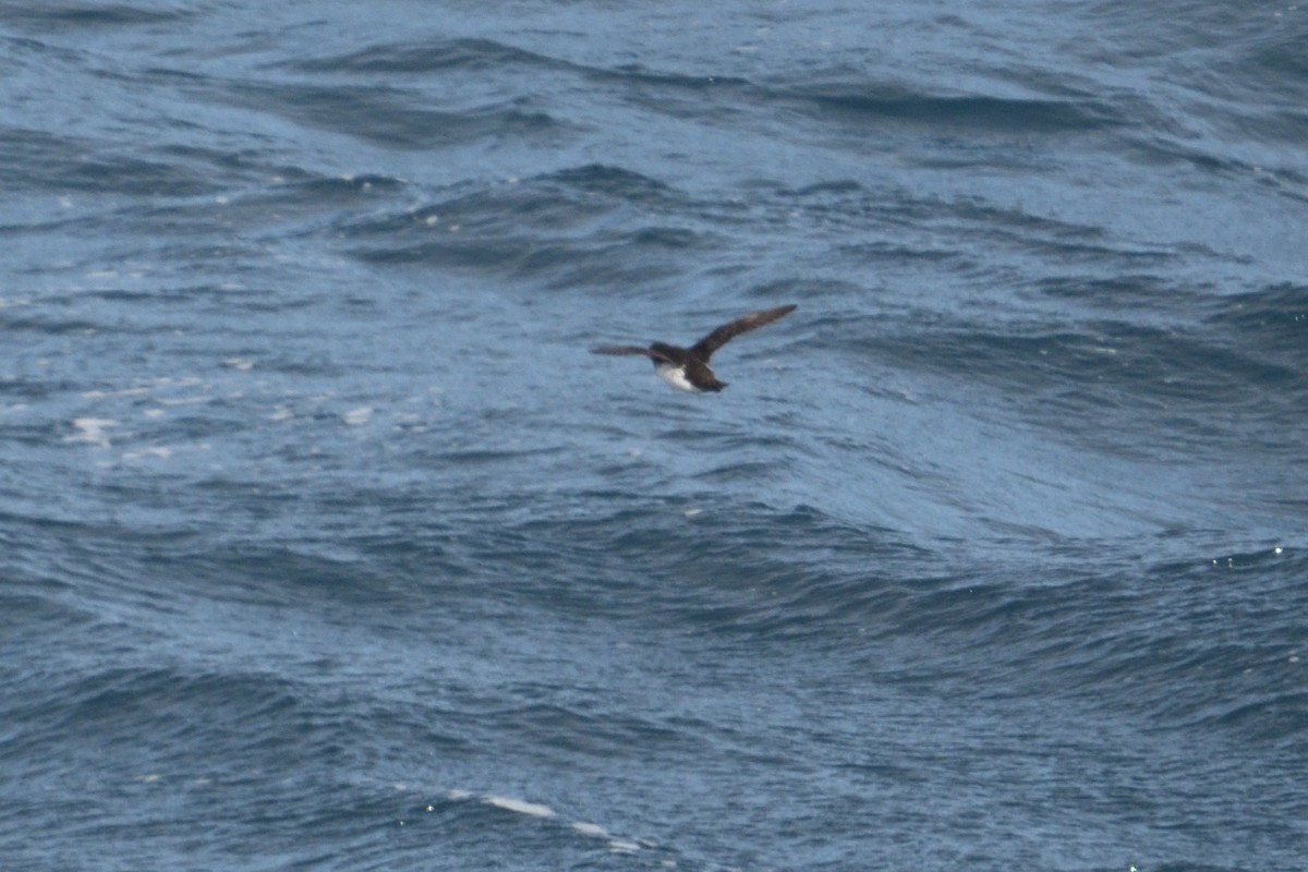 Южный ныряющий буревестник - ML646232917