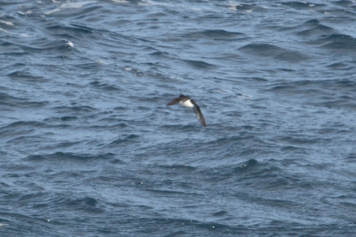 Южный ныряющий буревестник - ML646232919