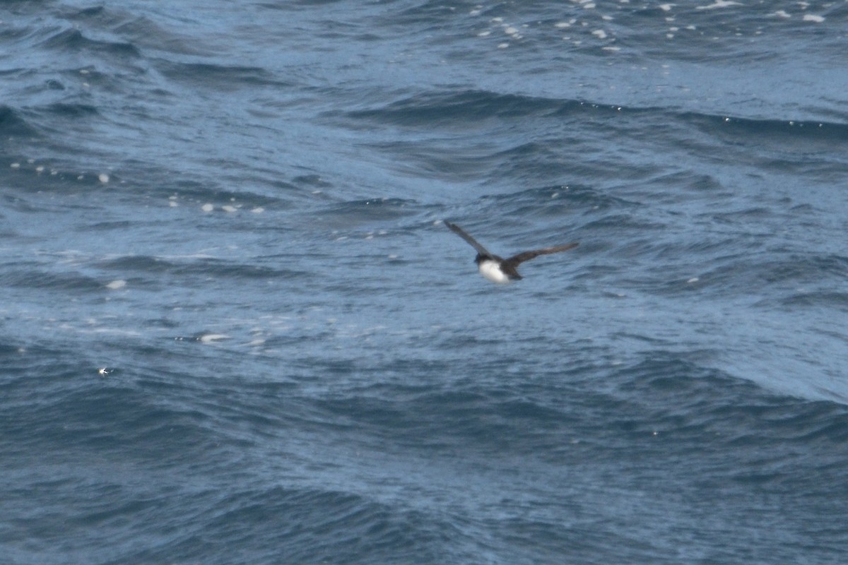 Южный ныряющий буревестник - ML646232920