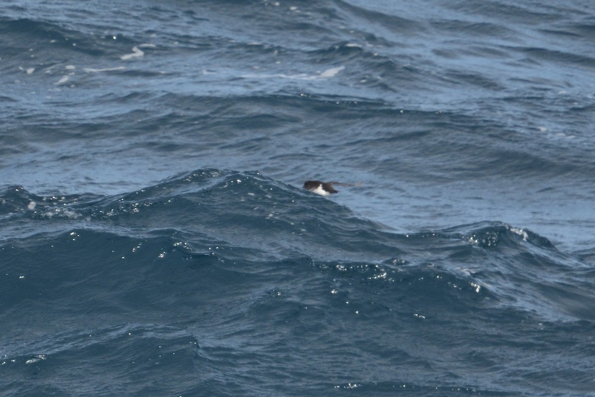 Южный ныряющий буревестник - ML646232921