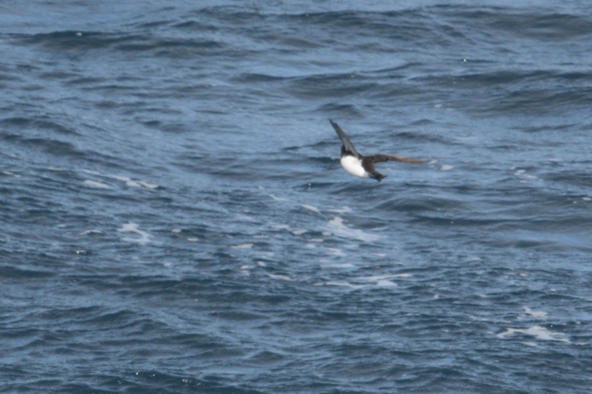 Южный ныряющий буревестник - ML646232922