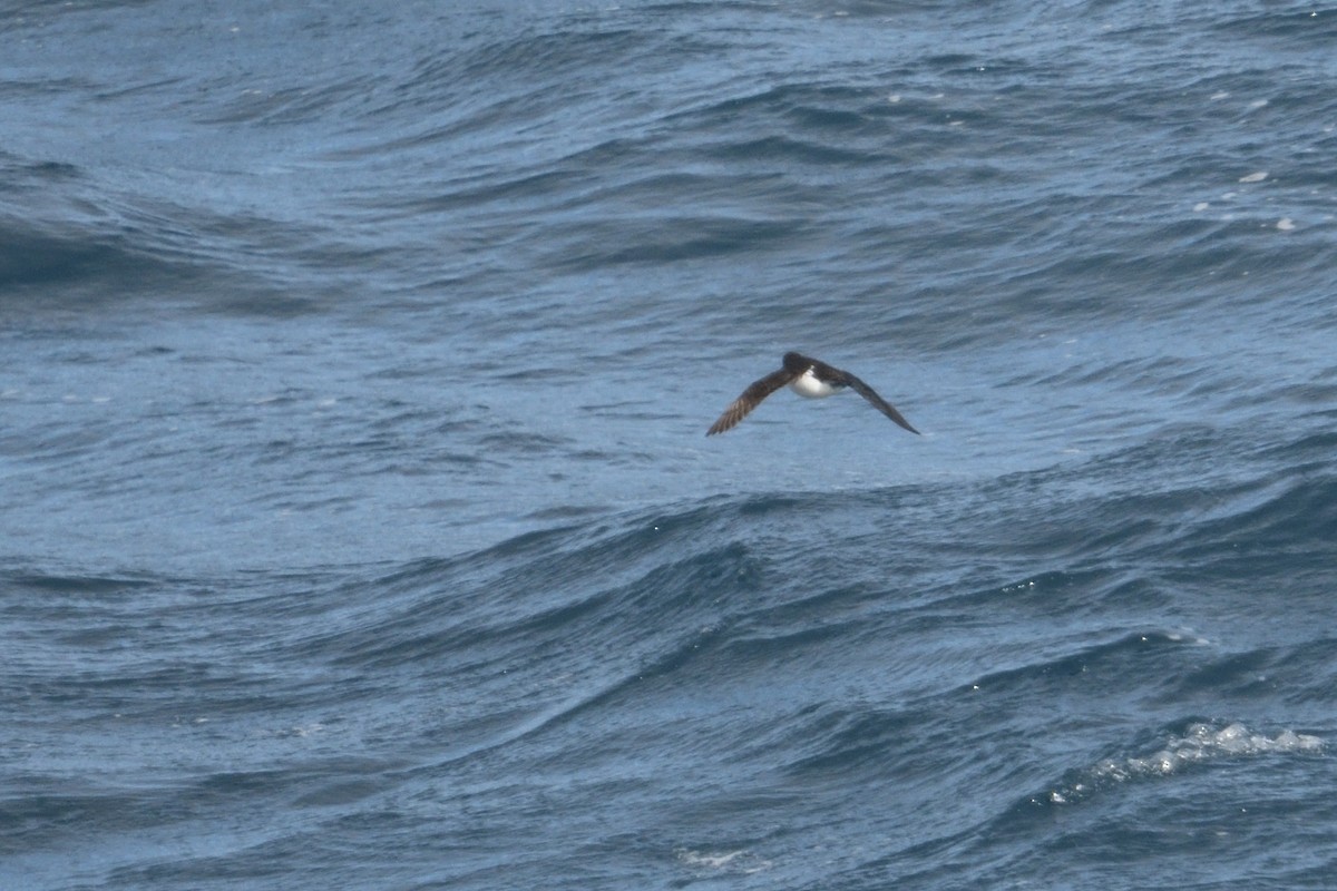 Южный ныряющий буревестник - ML646232923