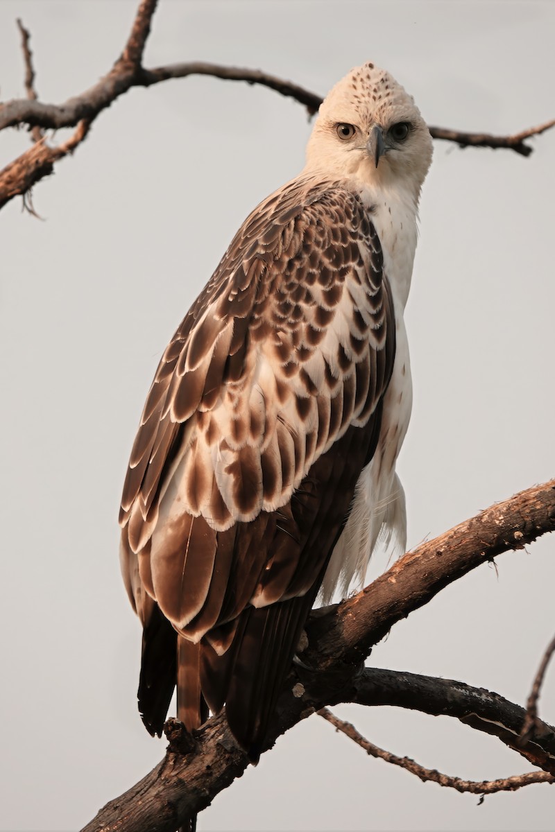 Изменчивый хохлатый орёл - ML646232931