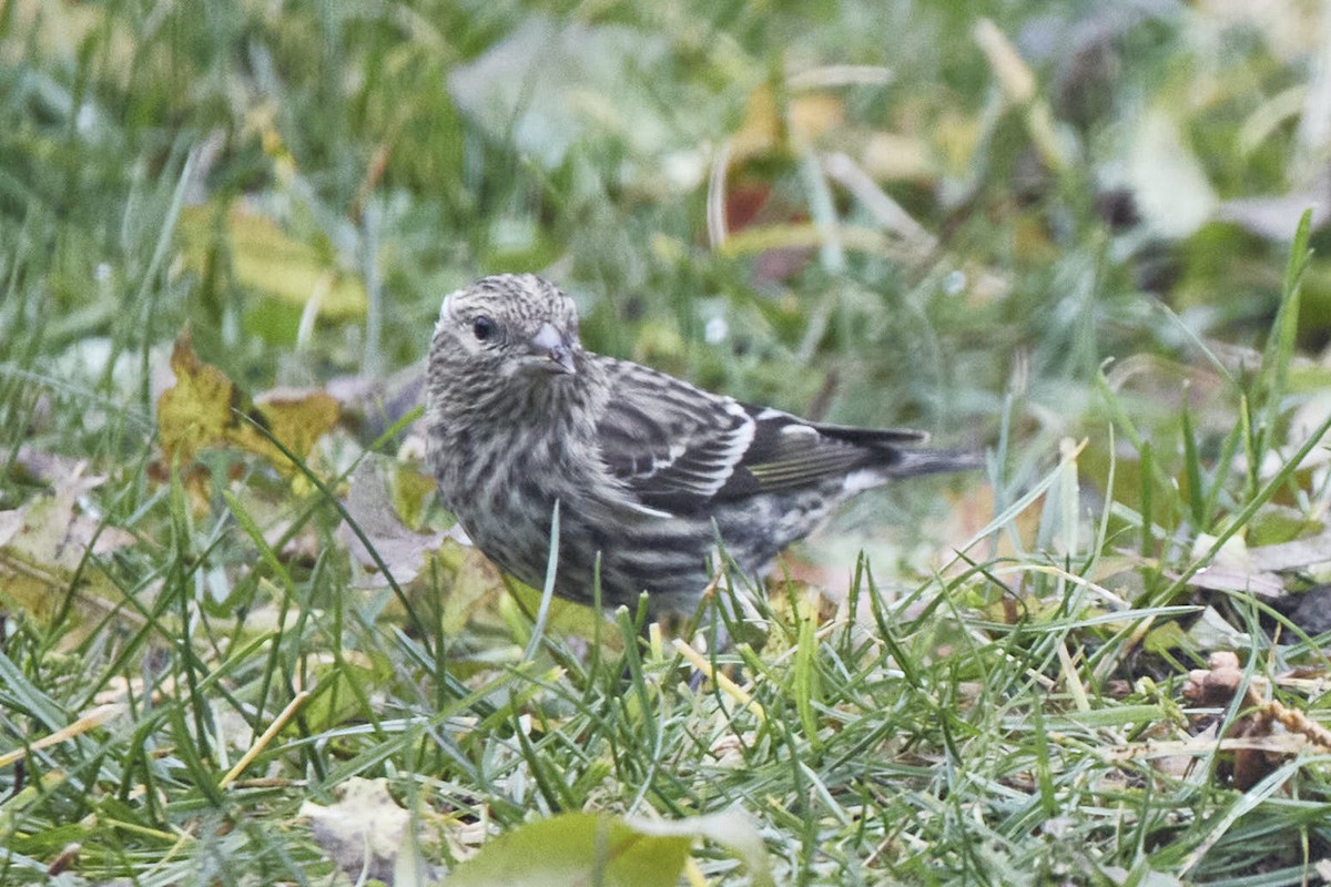 Pine Siskin - ML646232934