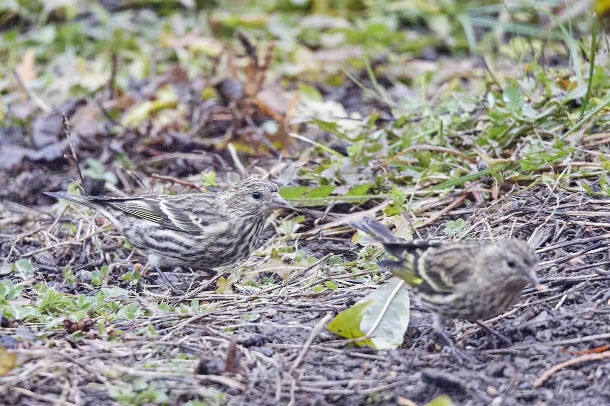 Pine Siskin - ML646232935