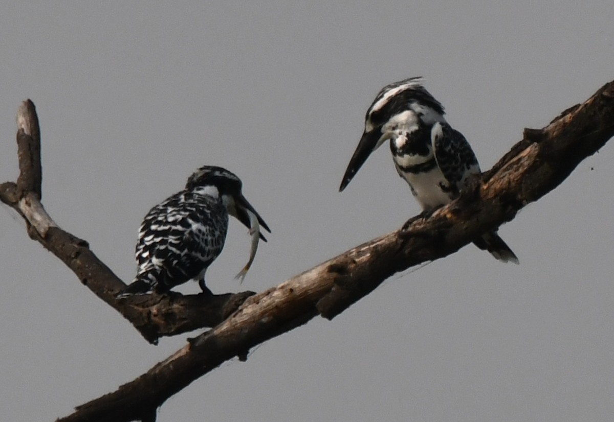 terneisfugl - ML646232938