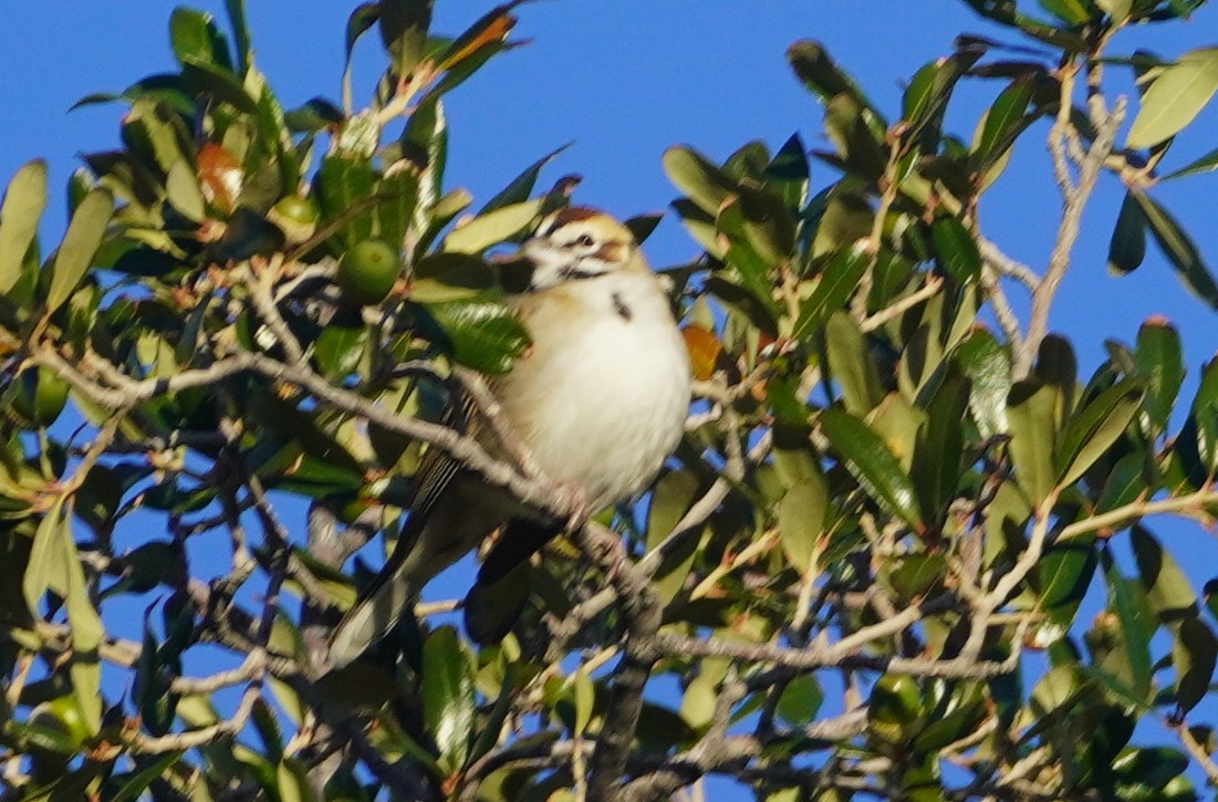 lerkespurv - ML646232939