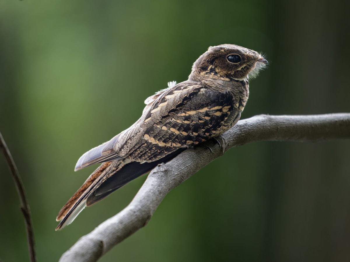 hamrenattravn - ML646232940