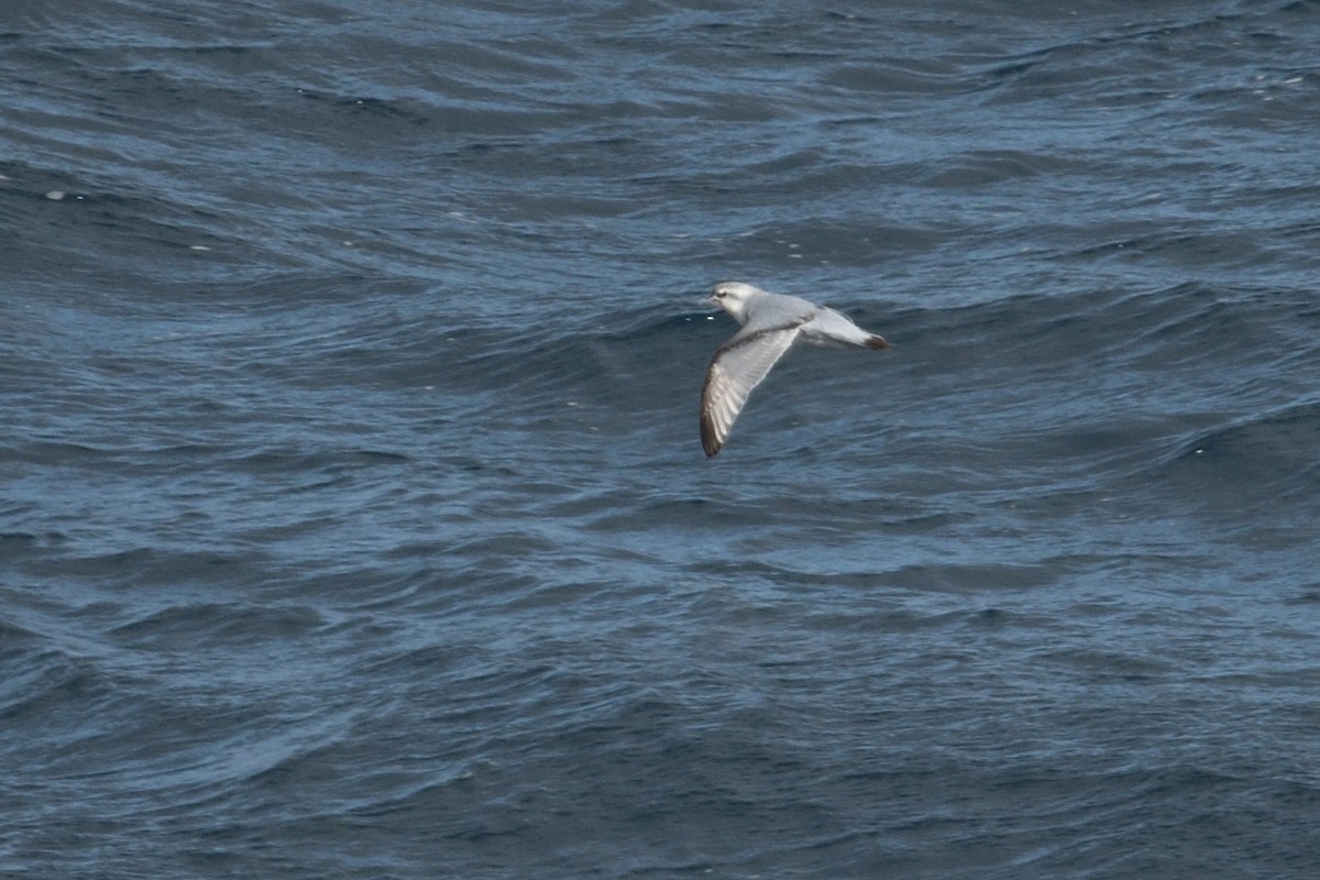 ub. hvalfugl (Pachyptila sp.) - ML646232942