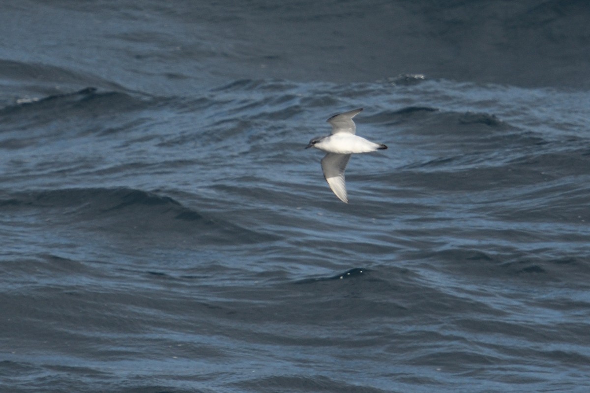 ub. hvalfugl (Pachyptila sp.) - ML646232943