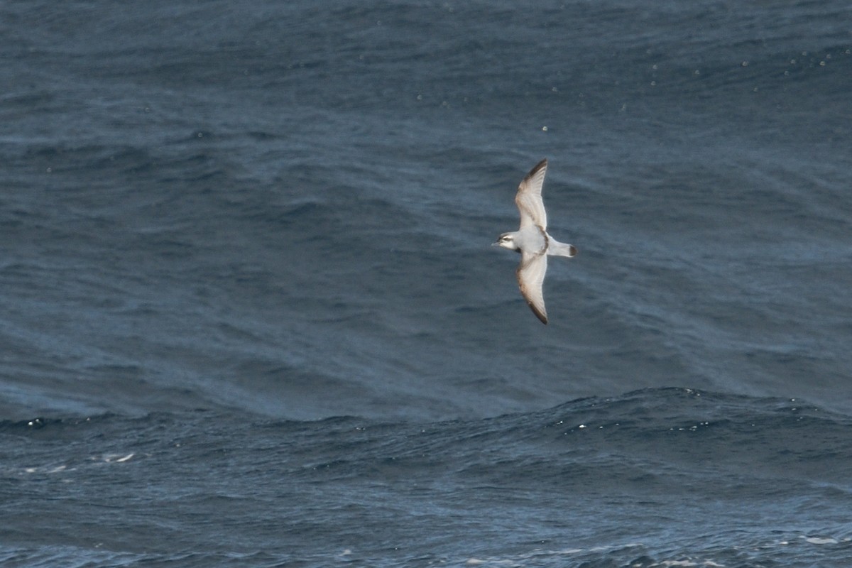 ub. hvalfugl (Pachyptila sp.) - ML646232944