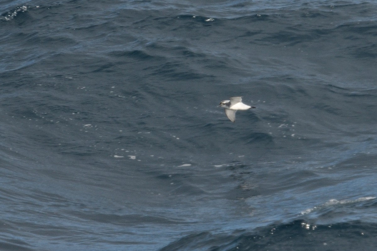 ub. hvalfugl (Pachyptila sp.) - ML646232945